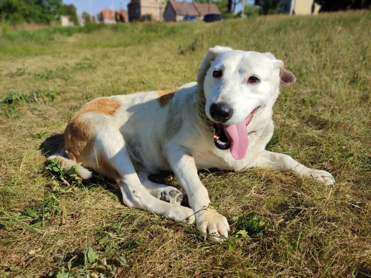 Wrocław: Psy z Ukrainy do adopcji. Czekają na nowy dom [ZDJĘCIA], Ekostraż