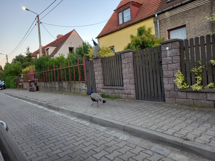 Wrocław: Pawie grasują po osiedlu. Uciekły właścicielce [ZDJĘCIA], Grzegorz Janicki