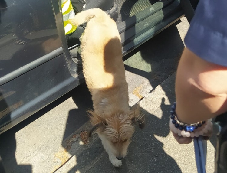 Zostawił psa w rozgrzanym aucie. Zwierzę uratowała straż miejska, SM Wrocław