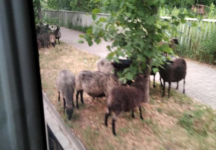 Wrocław: Na ulicę wbiegło stado owiec. Prosto przed autobus MPK [ZDJĘCIA], Sławomir Szakala