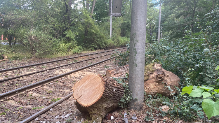 Drzewo z Parku Szczytnickiego uszkodziło słup trakcyjny. Konieczne uruchomienie komunikacji zastępczej, mg