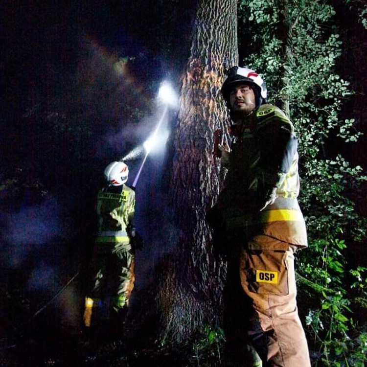 Nietypowa interwencja strażaków. Drzewo zapaliło się od środka, OSP Żórawina