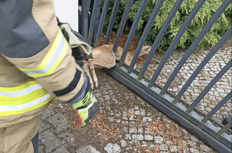 Maleńka sarenka uwięziona w bramie wjazdowej. Pomogli strażacy, OSP Gniechowice