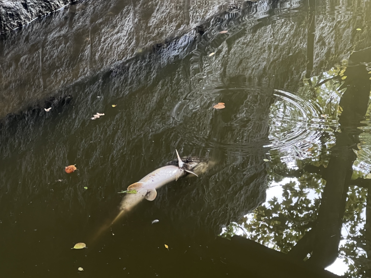 Wrocław: Martwe ryby w Parku Szczytnickim. Zagrożenie dla zoo?, klim