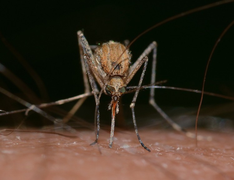 Plaga komarów we Wrocławiu. Czy będą opryski?, Pixabay