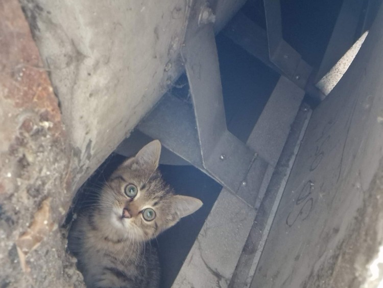 Gdzie on wlazł? Wrocławska straż miejska uratowała małego kotka [ZDJĘCIA], Straż Miejska Wrocławia