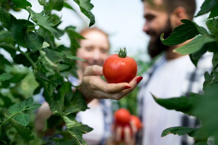 Sadzonki pomidorów dla początkujących. Jakie odmiany wybrać i jak sadzić pomidory, 