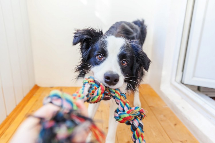 Jak nauczyć psa zostawać samemu w domu?, AdobeStock