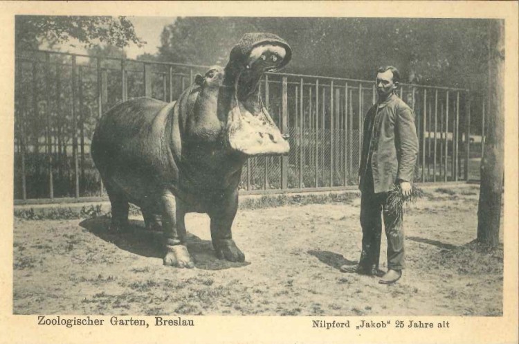 Wrocławskie zoo na archiwalnych zdjęciach. Zobacz przedwojenne pocztówki, ZOO Wrocław