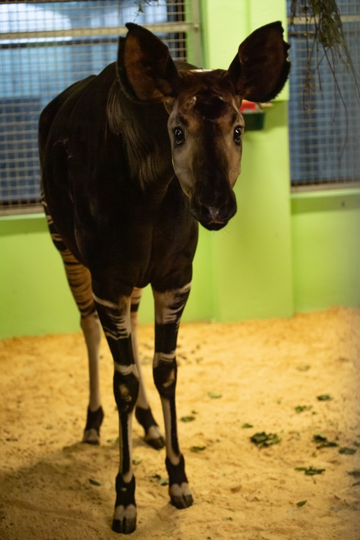 Nowy zwierzak we wrocławskim zoo. Okapi przyjechała z Lipska, ZOO Wrocław