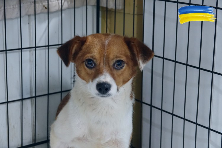 Wrocław: Ekostraż ocaliła kolejne zwierzęta na Ukrainie i teraz je leczy [ZDJĘCIA], Ekostraż