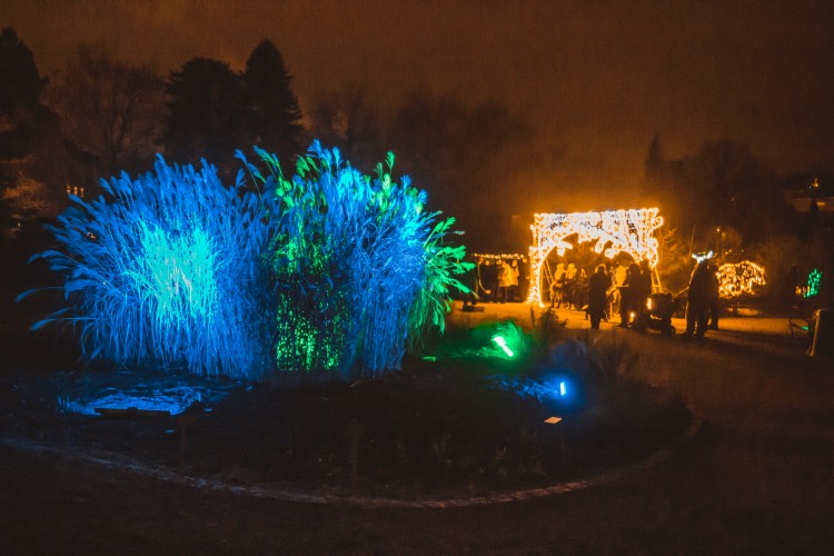 Światłogród. Ogród Botaniczny we Wrocławiu rozbłysnął na kolorowo [ZDJĘCIA], Ivan Prinus