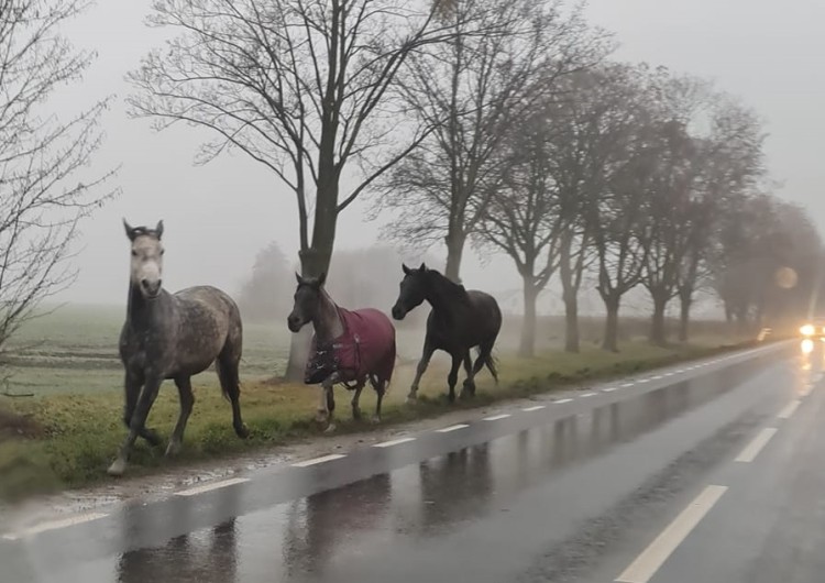 Western pod Wrocławiem. Konie biegały przy ruchliwej drodze, Tomasz Matuszak