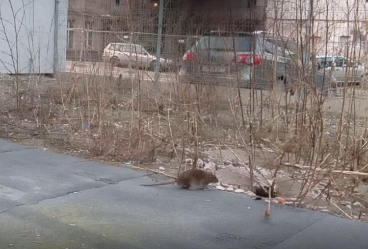 Wrocław: Atak szczurów w samym centrum miasta. 