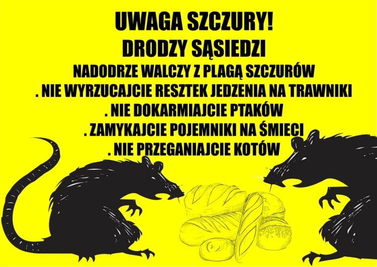 Wrocław: Kolacja dla szczurów na wypasie. Tak wyglądają wrocławskie podwórka, Izabela Duchnowska