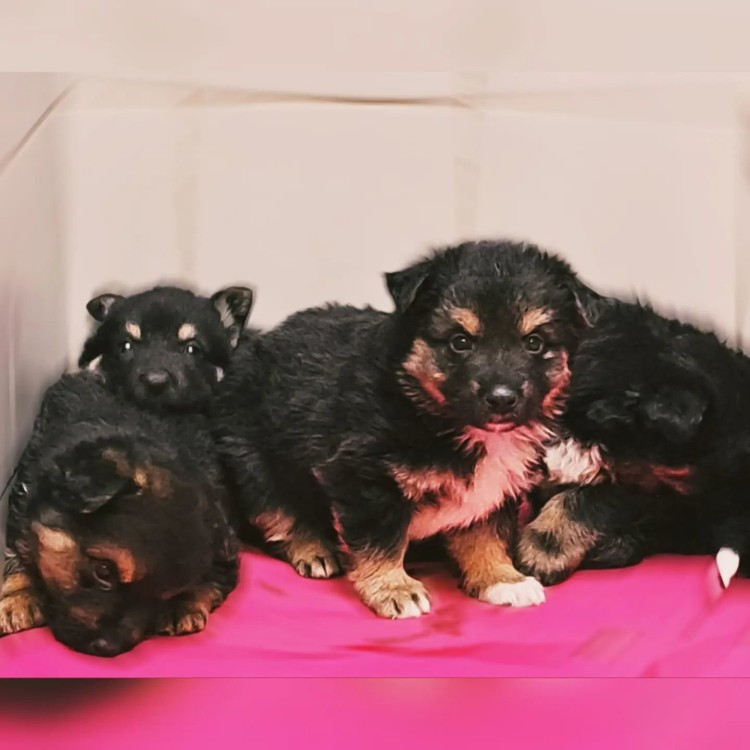 Psy do adopcji we Wrocławiu. Te zwierzęta czekają na nowy dom, poznaj ich historie, TOZ Schronisko dla bezdomnych zwierząt