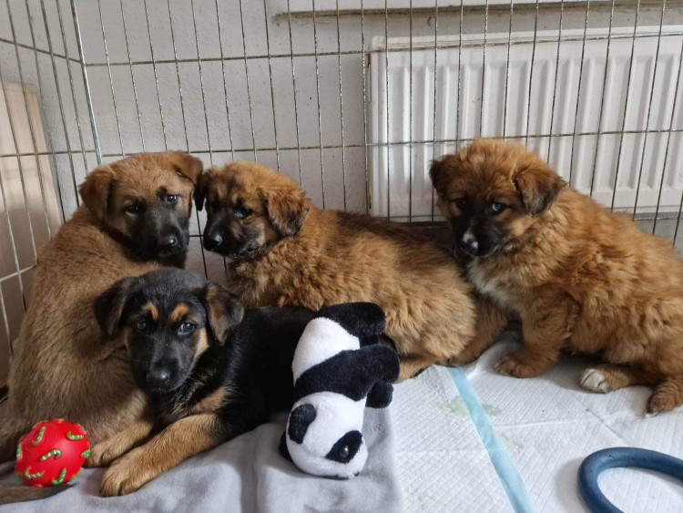 Psy do adopcji we Wrocławiu. Te zwierzęta czekają na nowy dom, poznaj ich historie, Ekostraż