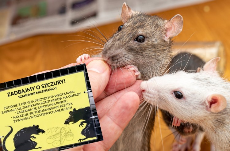 Wrocław chce przyjaźni ze szczurami. Wyznaczono pierwsze osiedle, Adobe Stock