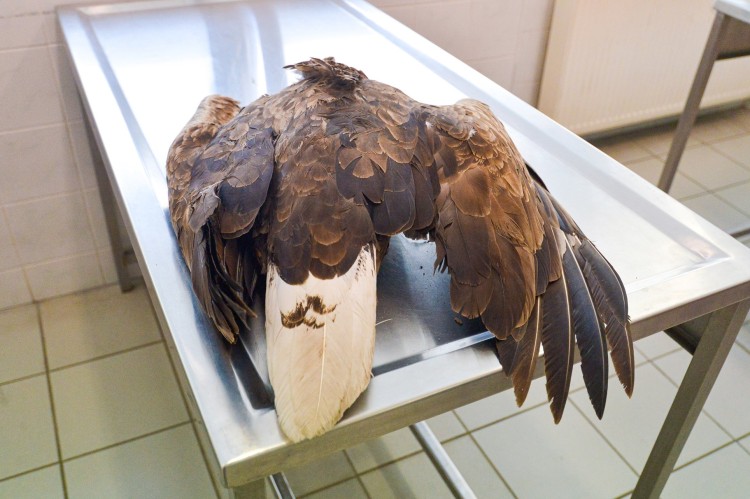 Martwe orły bieliki znalezione w lesie pod Wrocławiem. Zostały otrute, Tomasz Lewandowski UPWr)