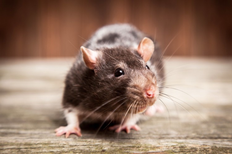 Wrocław wprowadził oficjalną strefę zagrożoną szczurami, Adobe Stock