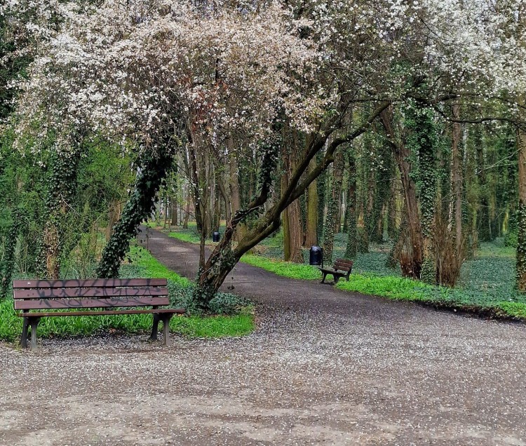 Wiosna we wrocławskich parkach i ogrodach. Robi się zielono i kolorowo, Renata Kusztan