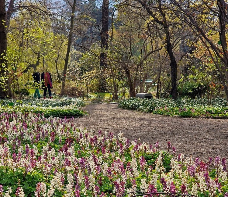 Wiosna we wrocławskich parkach i ogrodach. Robi się zielono i kolorowo, Renata Kusztan