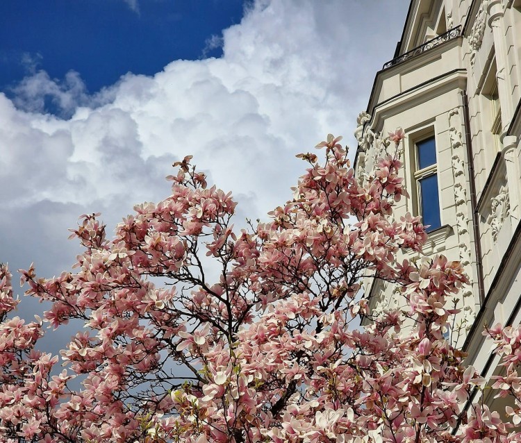Wrocław: Tak pięknie kwitną magnolie przy ul. Podwale. Idealne miejsce na fotograficzną sesję, r