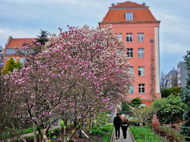 Ogród Botaniczny we Wrocławiu pełen kolorów. Ale tu pięknie!, Renata Kusztan