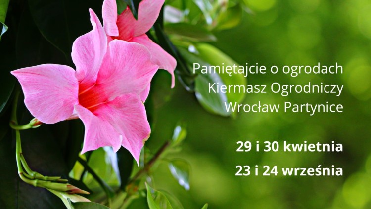 Majówka 2023 we Wrocławiu. Zobacz, co będzie się działo we Wrocławiu w weekend majowy, pixabay