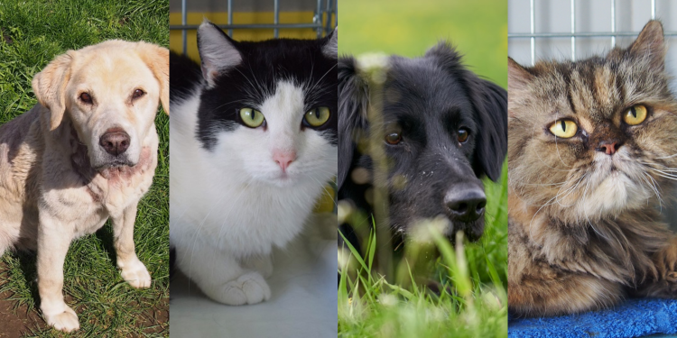 Psy i koty do adopcji we Wrocławiu. Te zwierzęta czekają na nowy dom, poznaj ich historie, TOZ Wrocław
