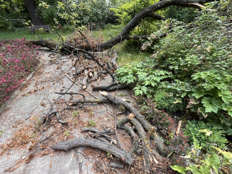 Wrocław: Zwaliło się drzewo. I tak poleży kilka miesięcy, bo mieszka w nim chrząszcz, Jakub Jurek