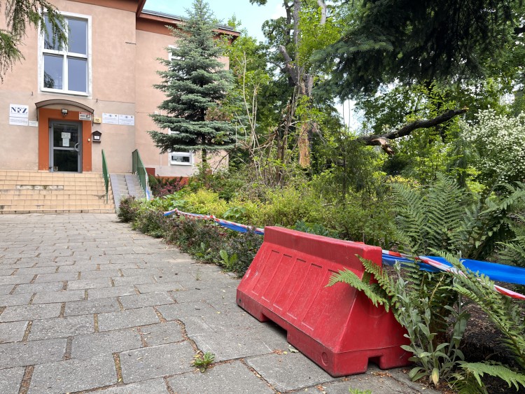 Wrocław: Zwaliło się drzewo. I tak poleży kilka miesięcy, bo mieszka w nim chrząszcz, Jakub Jurek