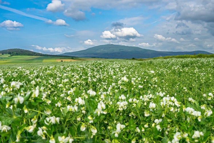 Kwitnące pola wokół Góry Ślęży. Ale tu uroczo!, Foto-Flora-Aleksandra Papierkowska