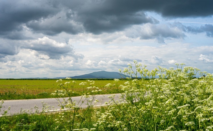 Kwitnące pola wokół Góry Ślęży. Ale tu uroczo!, Foto-Flora Aleksandra Papierkowska
