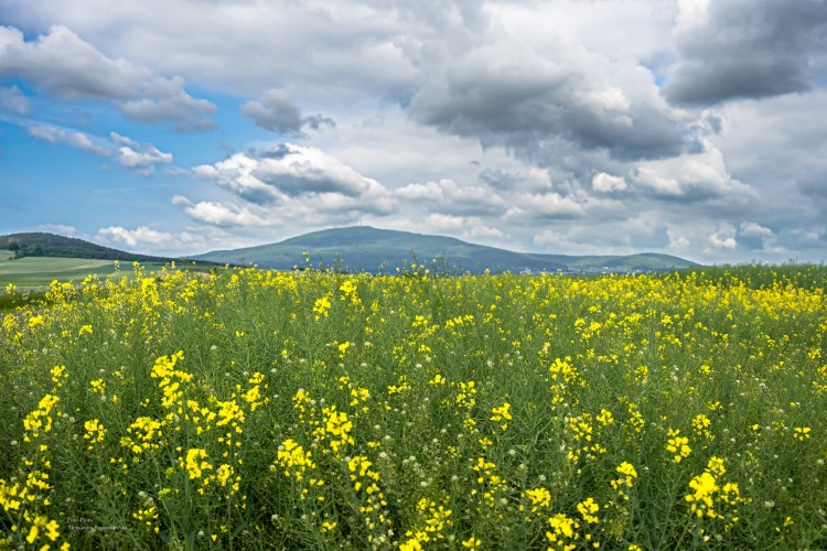 Kwitnące pola wokół Góry Ślęży. Ale tu uroczo!, Foto-Flora Aleksandra Papierkowska