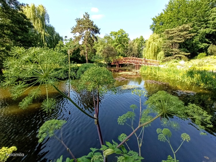 Tak prezentuje się w tym roku Ogród Botaniczny we Wrocławiu. Ale tu zielono!, Helena Milanowska