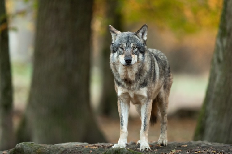 Mieszkanka Dolnego Śląska dotkliwie pogryziona przez wilka, Adobe Stock