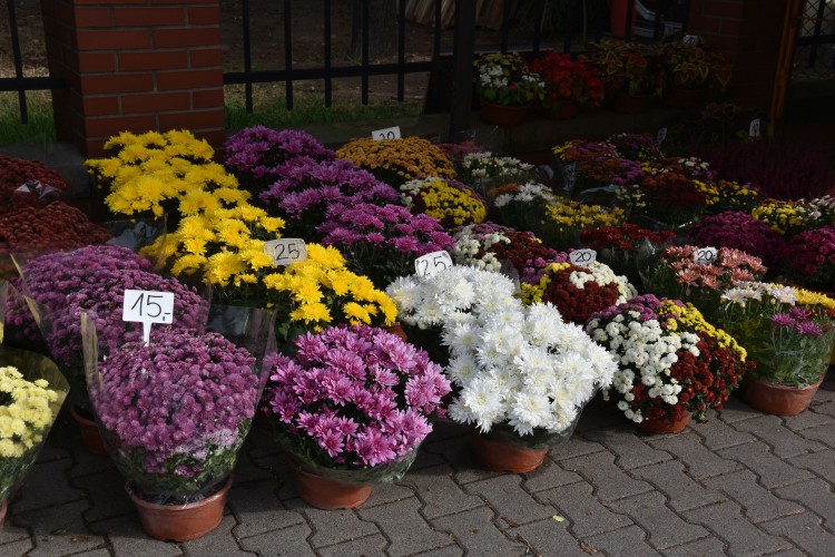 Wszystkich Świętych już niebawem. Oto ceny kwiatów i zniczy na cmentarzach we Wrocławiu, Kinga Mierzwiak