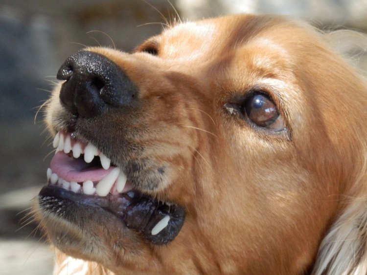 Agresywne psy terroryzują mieszkańców Żernik. 