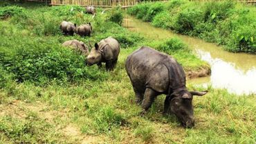 Wrocławskie ZOO apeluje o pomoc dla nosorożców