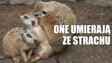 Zwierzęta z wrocławskiego zoo czeka traumatyczna noc!