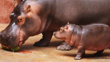 Mały hipopotam z wrocławskiego zoo ma nowego opiekuna! [ZOBACZ ZDJĘCIA]
