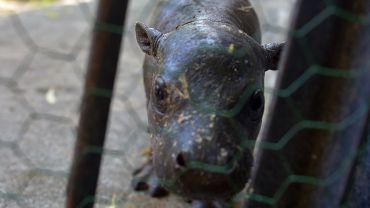 Mały hipopotam z wrocławskiego zoo pierwszy raz na wybiegu [ZDJĘCIA, WIDEO]