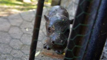 Nie żyje mały hipopotam z wrocławskiego zoo