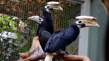 Niezwykle rzadki ptak przyszedł na świat we wrocławskim zoo