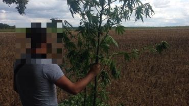 Wrocławscy policjanci zlikwidowali leśną plantację marihuany. Krzewy wyższe od człowieka [ZDJĘCIA, WIDEO]