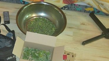 Wrocławscy policjanci zlikwidowali plantację marihuany na Nowym Dworze