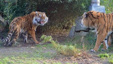 Tygrys zagryzł pracownika wrocławskiego zoo. Nikt nie przyznaje się do winy