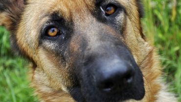 Wrocław: pies policyjny wyczuł narkotyki u 51-latka