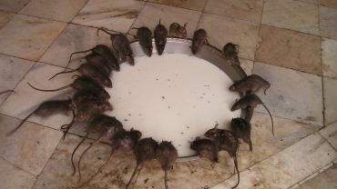 Trzeba wybudować więcej szaletów i przestać dokarmiać wiewiórki – tak aktywista miejski chce walczyć ze szczurami